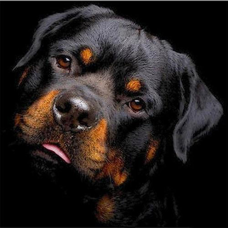 Rottweiler Diamond painting Deutschland | Diamond painting eigenes bild | Diamond painting kaufen | Diamond painting 5D | Diamond painting amazon | Diamond painting eigenes foto