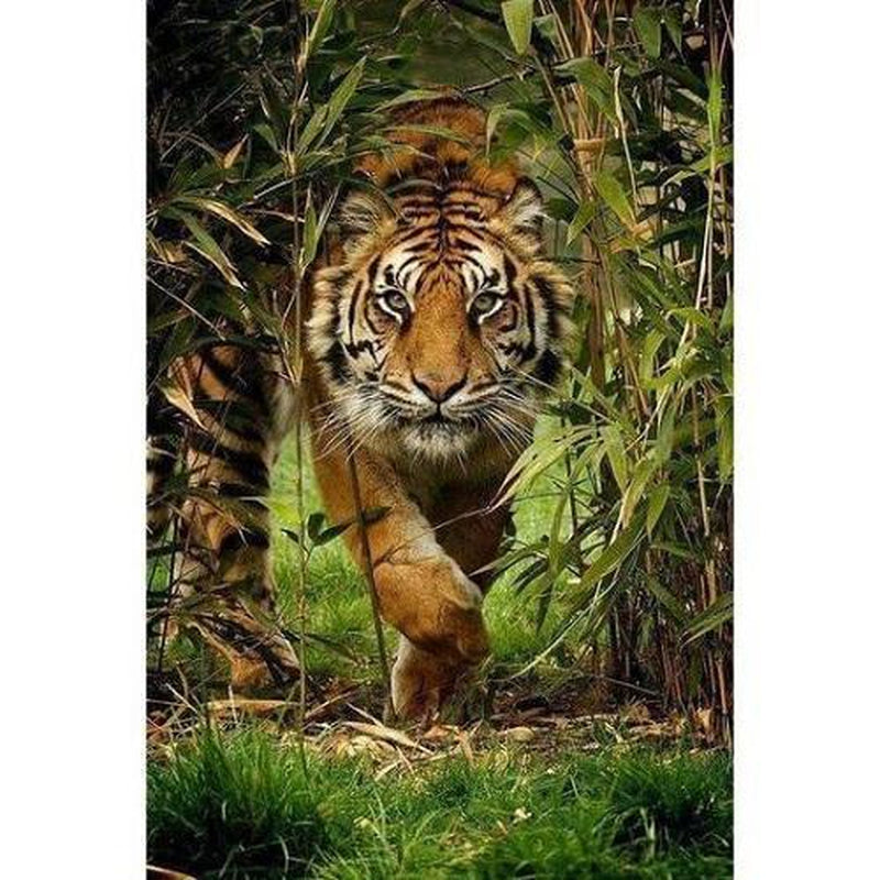 Tiger im Dschungel Diamond painting Deutschland | Diamond painting eigenes bild | Diamond painting kaufen | Diamond painting 5D | Diamond painting amazon | Diamond painting eigenes foto